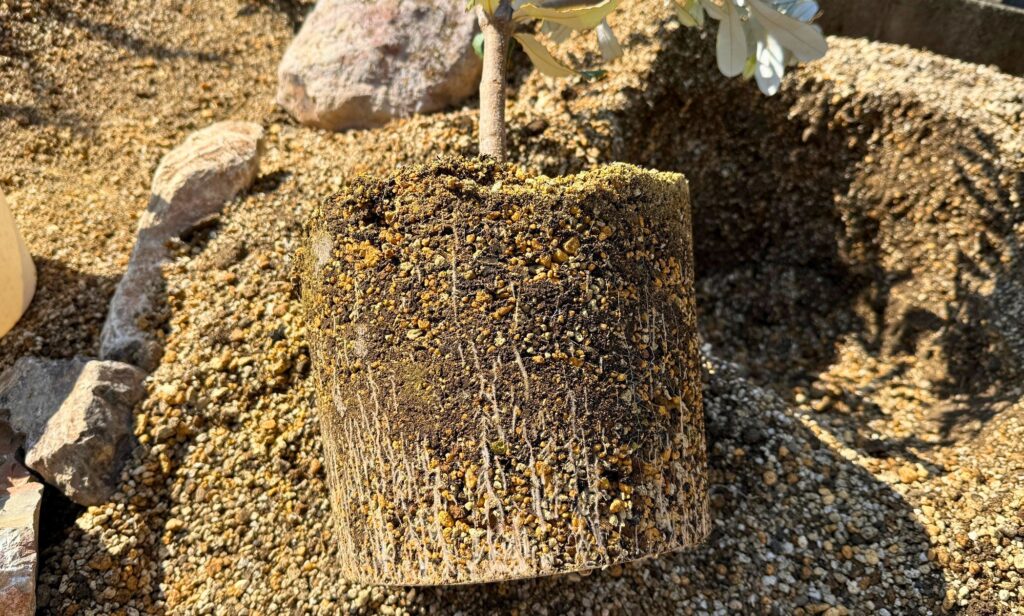 植え付け位置を調整している様子