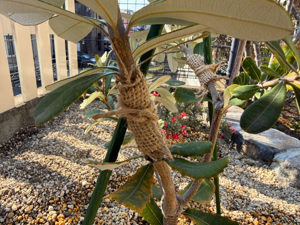 バンクシアコーストの支柱固定と麻布で幹を保護した様子