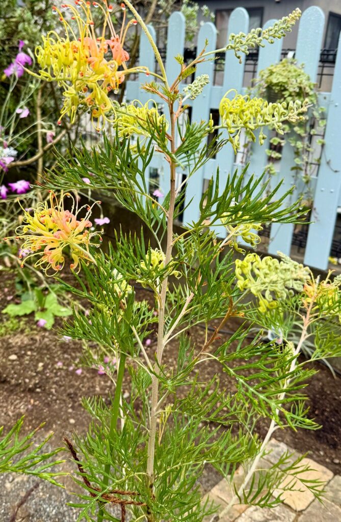 グレビレア ピーチアンドクリーム 開花 雨上がり 水滴付着