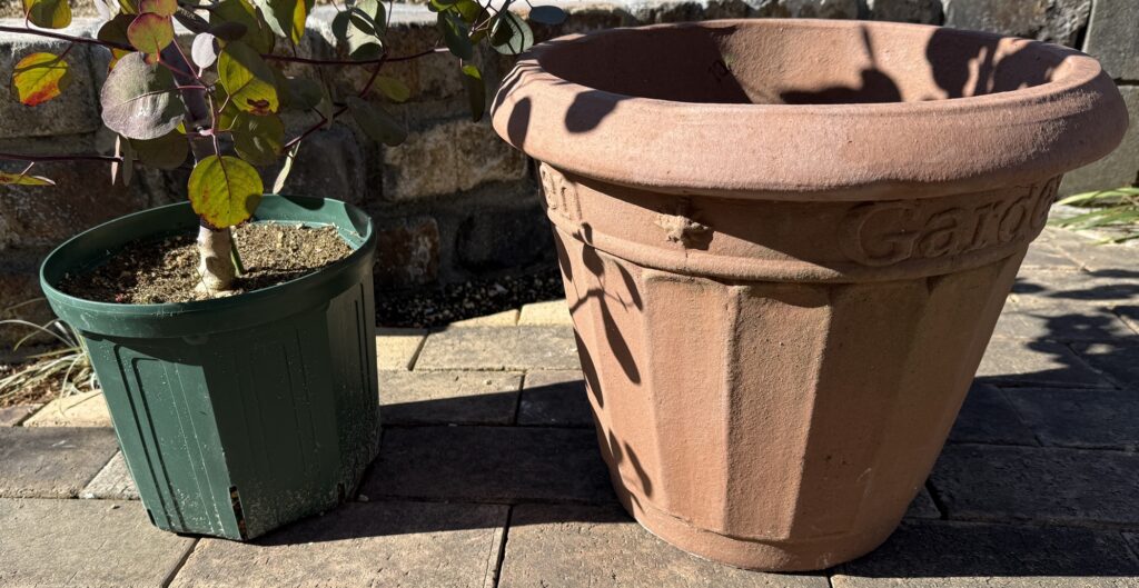 ユーカリポポラスの植え替え用に用意した11号鉢