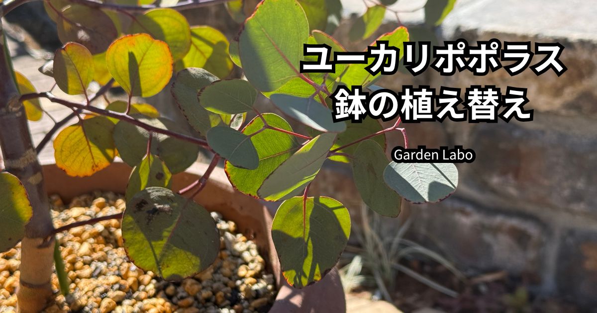 ユーカリポポラスの鉢植えを植え替える作業