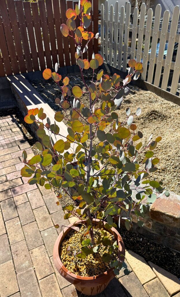 植え替え後のユーカリポポラスの鉢植え