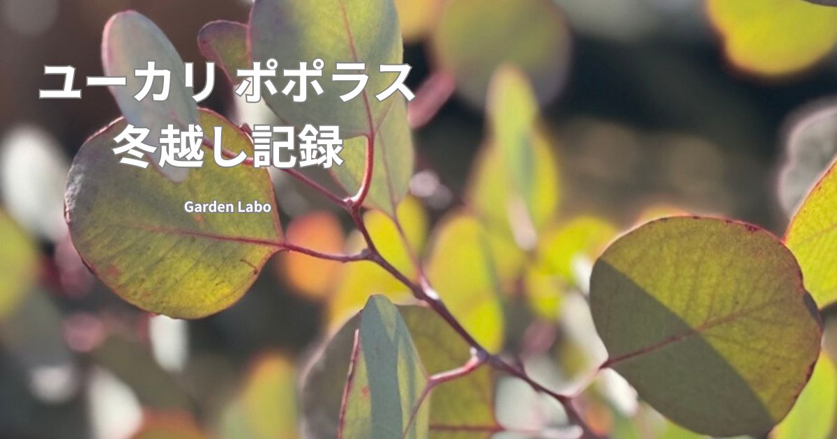 ユーカリ ポポラスの葉の様子と冬越し記録 Garden Labo