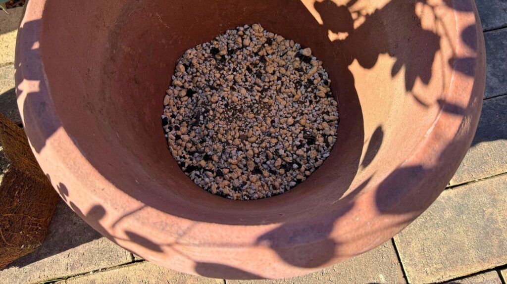 ユーカリの植え替えで高さ調整のために用土を入れた鉢