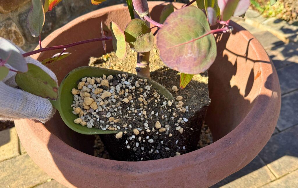 ユーカリの植え替えで根鉢の周りに用土を入れている様子