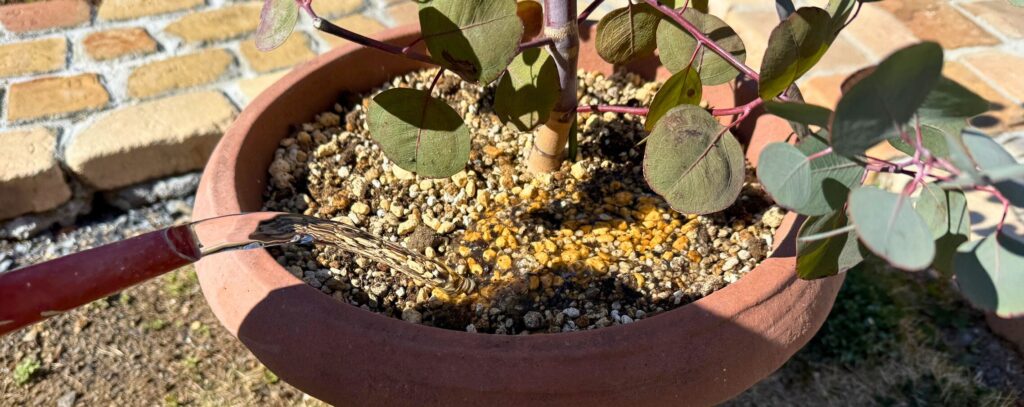 植え替え後のユーカリにたっぷり水やりしている様子