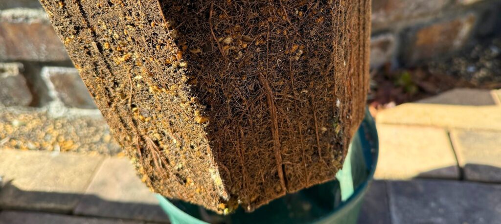 植え替え時に確認したユーカリの根鉢の状態