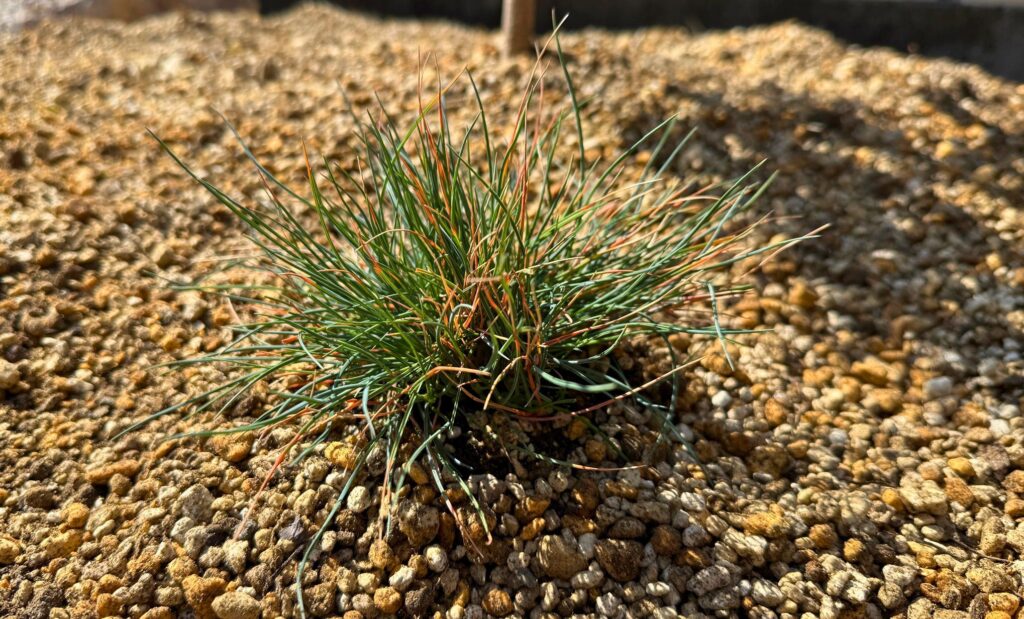 フェスツカグラウカをレイズドベッドの空きスペースに植えた様子