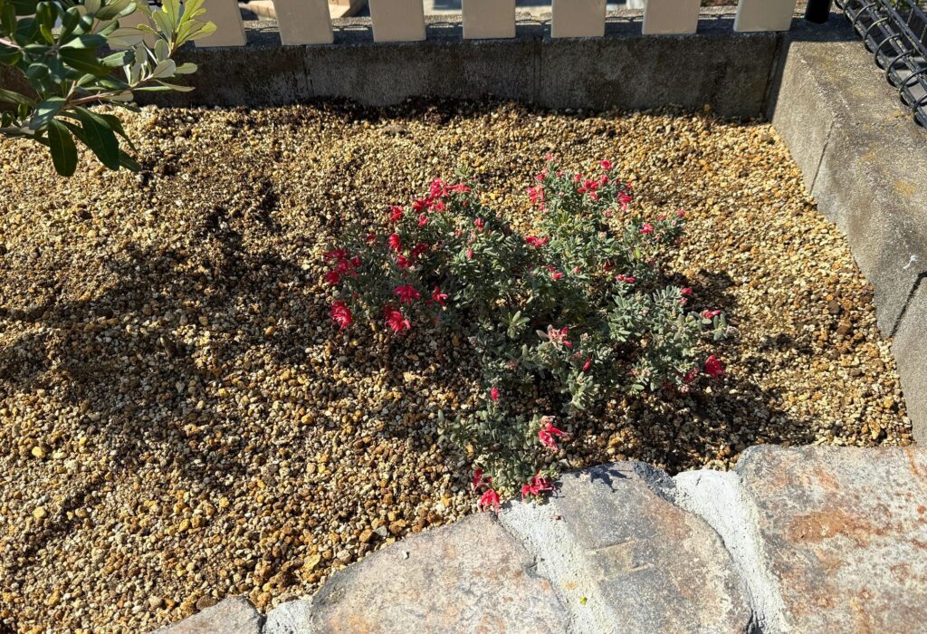 レイズドベッド右側に地植えしたグレビレア ジェリーベイビーの植え付け直後の状態