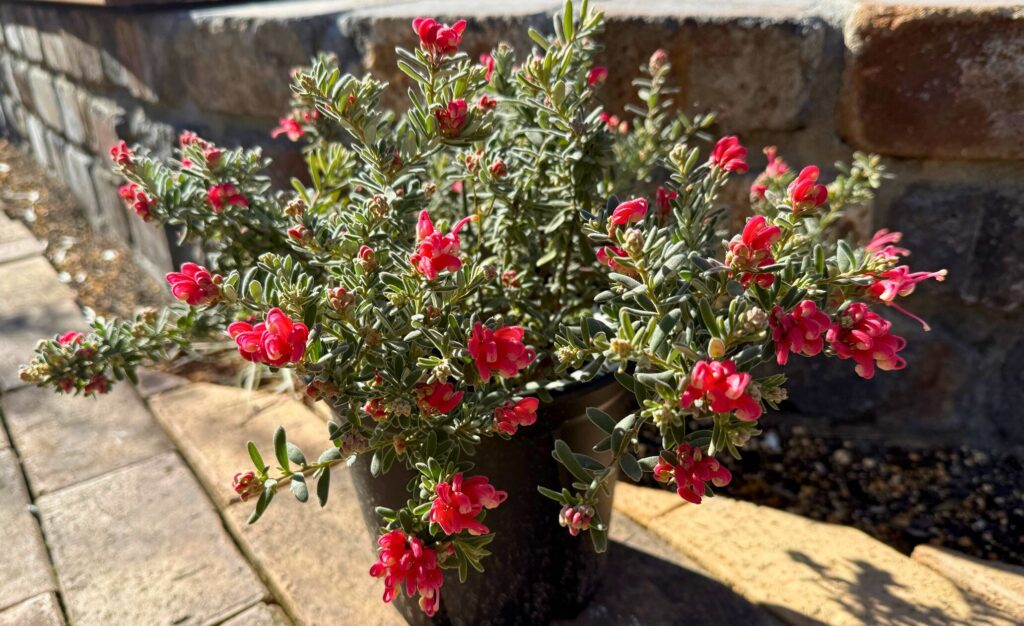 赤い花が咲いたグレビレア ジェリーベイビー(株幅40cm)