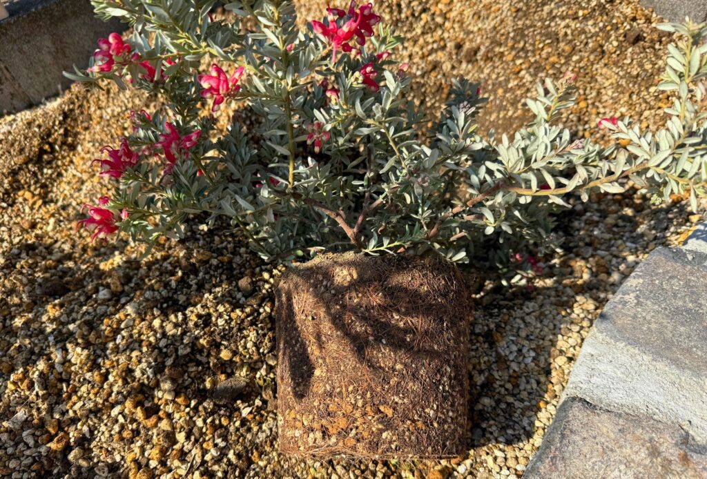 グレビレア ジェリーベイビーの根鉢の状態と根の張り具合