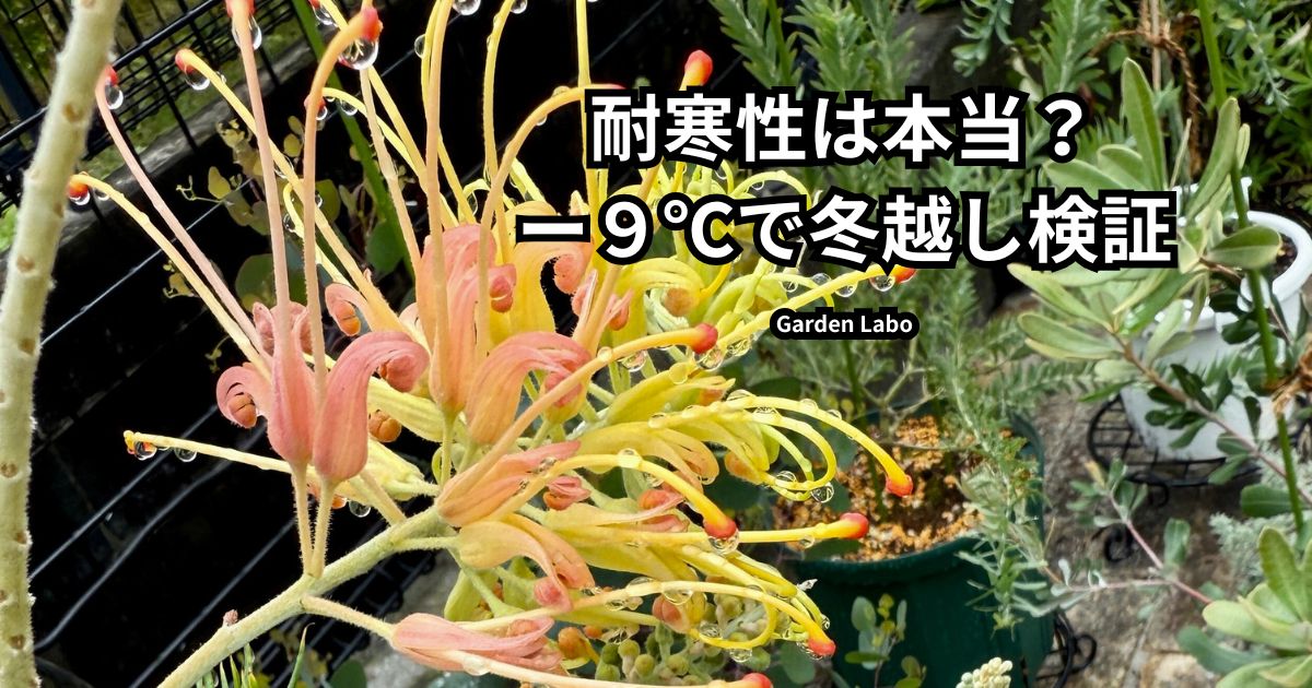グレビレア ピーチアンドクリームが関東で-9℃寒波後に冬越しした様子