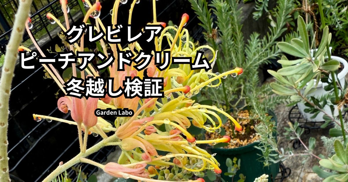 グレビレア「ピーチアンドクリーム」の開花と冬越しの様子｜オージープランツ越冬記録 Garden Labo