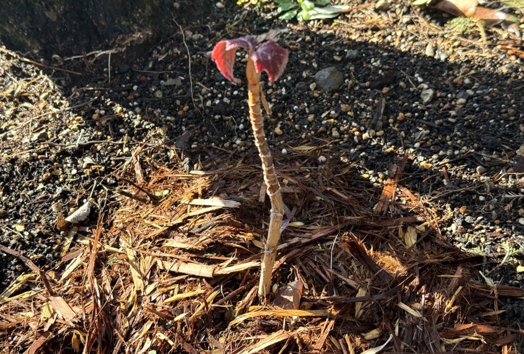 カシワバアジサイ「ルビースリッパーズ」植え付け直後の苗