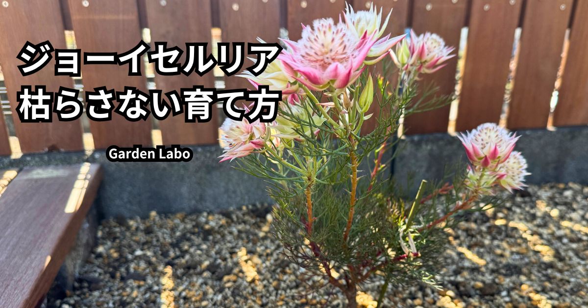 ジョーイセルリア プリティピンクの枯らさない育て方と地植えした様子