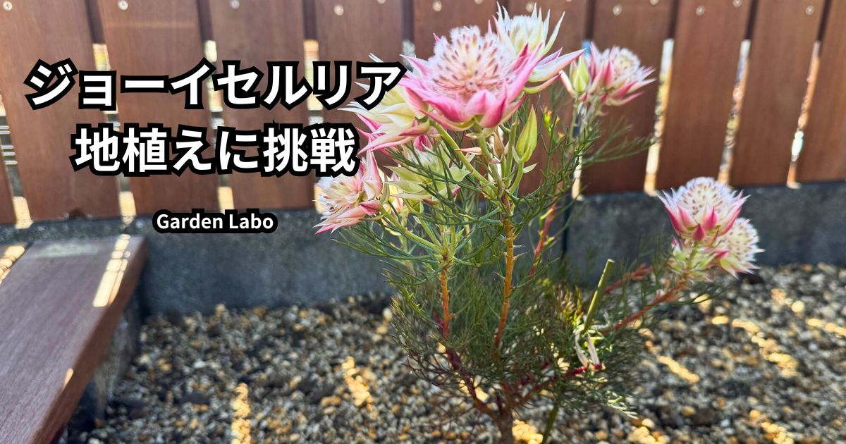南向きレイズドベッドに地植えしたジョーイセルリア プリティピンクの花