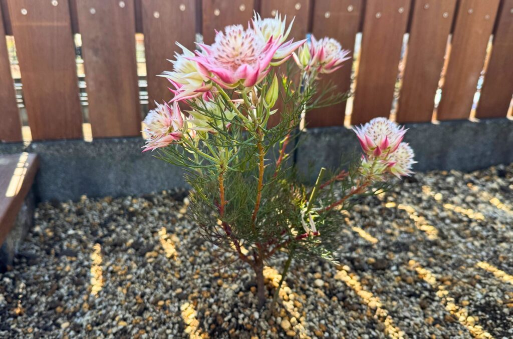 ジョーイセルリア プリティピンク 植え付け完了直後の状態 地植え