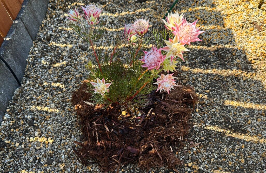 ジョーイセルリア マルチング ガーデンモス 土はね防止 蒸れ対策