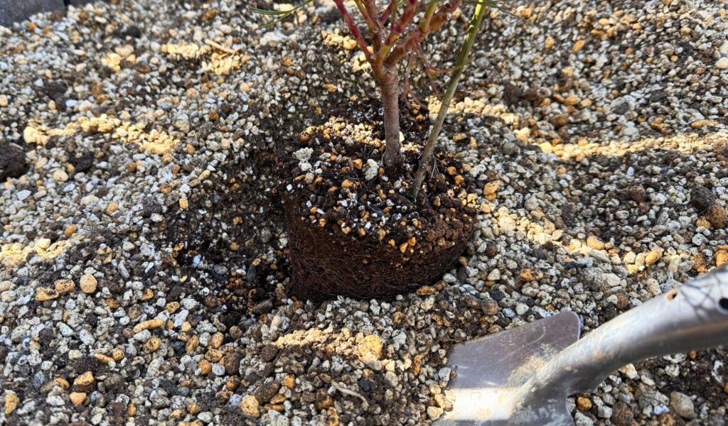 ジョーイセルリアの植え付け高さ 周囲より高めに植えた状態 根腐れ防止