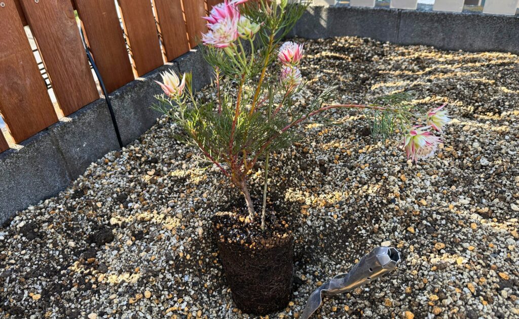 ジョーイセルリアの根鉢 崩さずそのままの状態 植え付け前