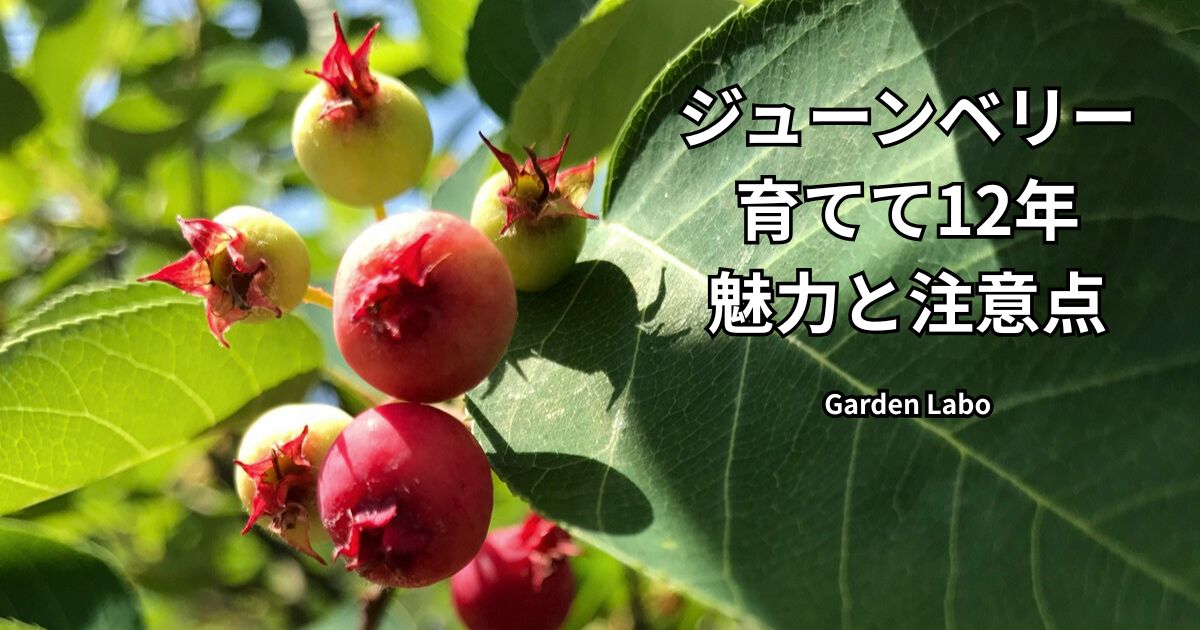 庭で12年育てているジューンベリーの実