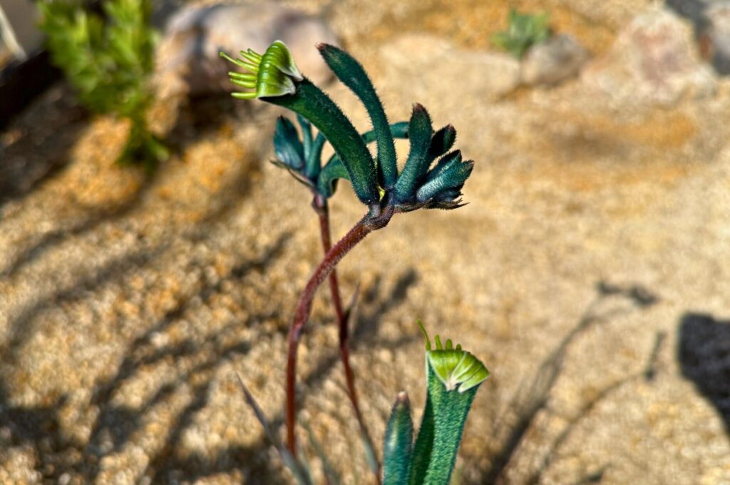 カンガルーポー マスカレードの花の特徴 つぼみから開花途中の様子