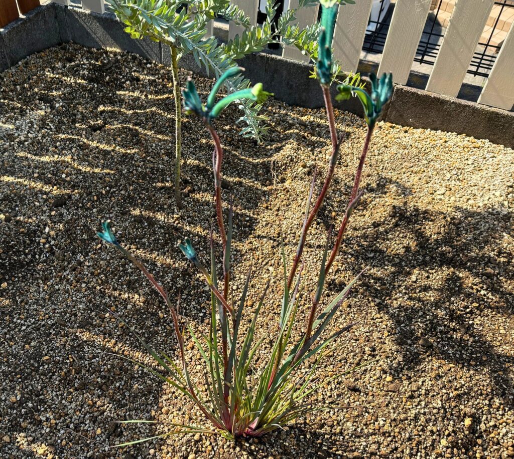 カンガルーポー マスカレードをレイズドベッドに植え付けた直後の様子