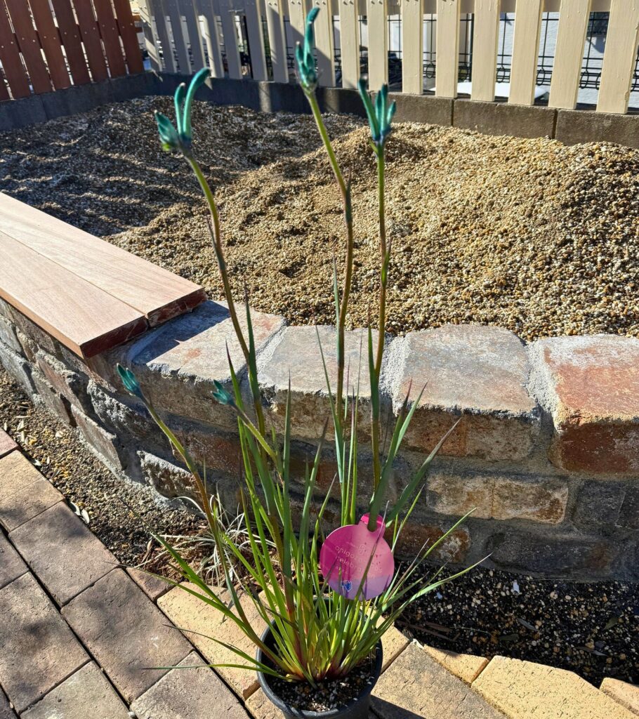 鉢植えのカンガルーポー マスカレード(花芽付き)
