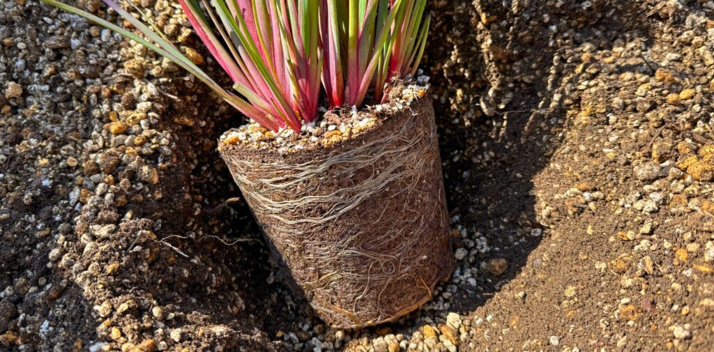 カンガルーポーの根鉢の状態 根が回っている様子