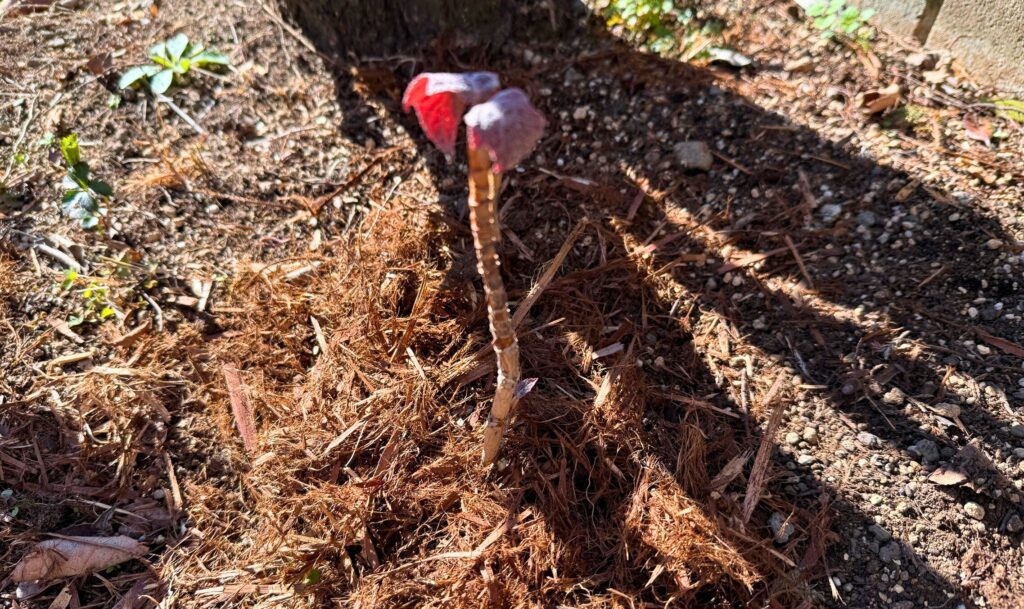 カシワバアジサイ ルビースリッパーズ 苗植え付け2か月後の様子