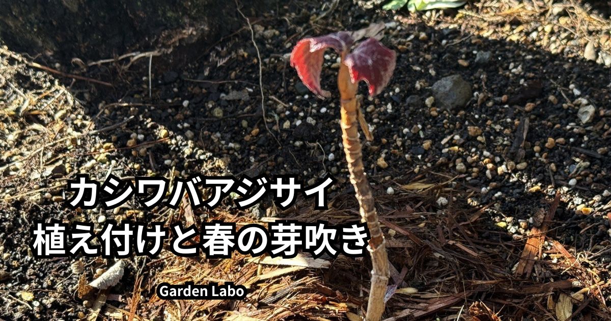 カシワバアジサイ「ルビースリッパーズ」を花壇に植え付けた直後の様子