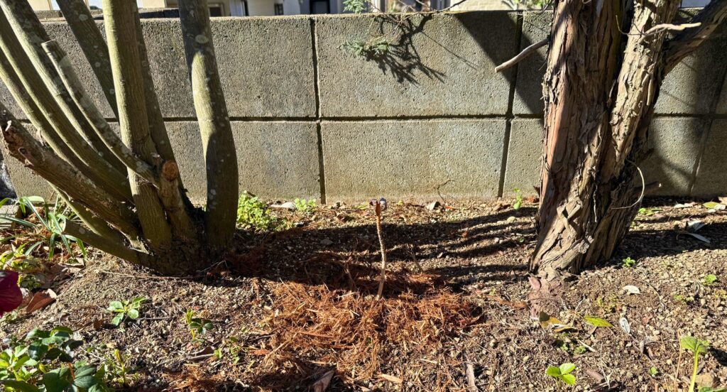 ジューンベリーとコニファーの間に植えたカシワバアジサイ「ルビースリッパーズ」の植栽位置