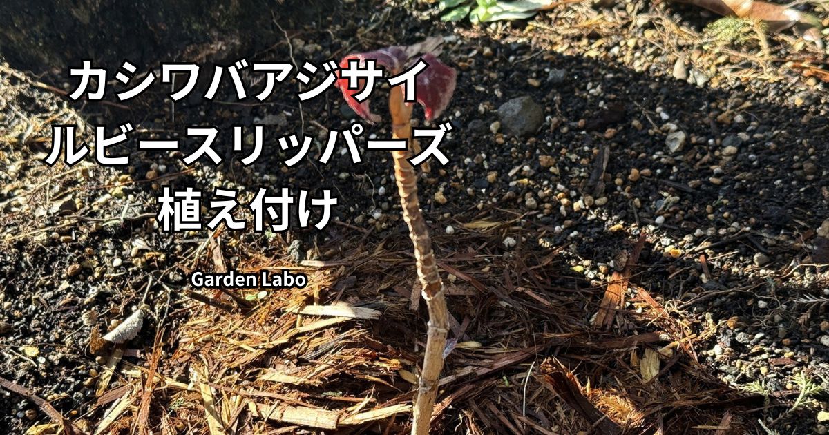 カシワバアジサイ「ルビースリッパーズ」の植え付け直後の苗