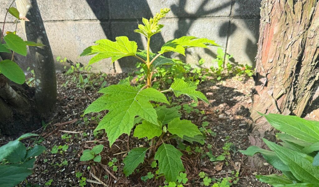 植え付けから約4ヶ月後に葉が展開し花芽を確認したカシワバアジサイ「ルビースリッパーズ」