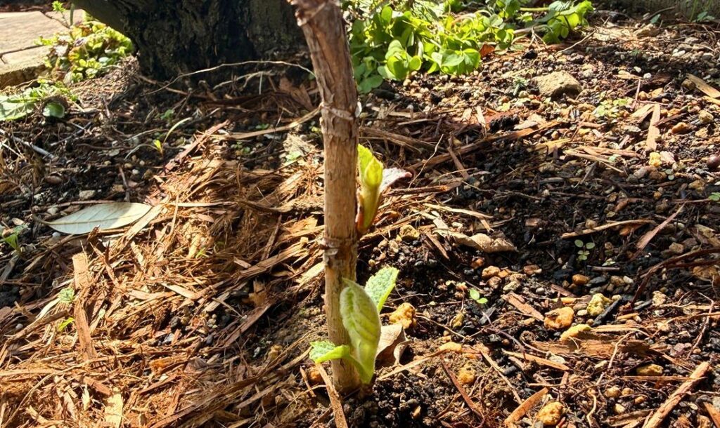 植え付けから2ヶ月10日後に地際から新芽が出たカシワバアジサイ「ルビースリッパーズ」