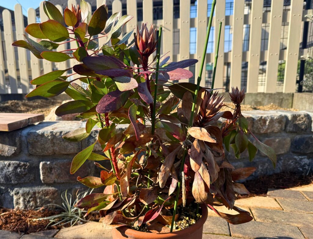 寒波で枯れ込みが発生したキングプロテアの鉢植え株(剪定前の状態)