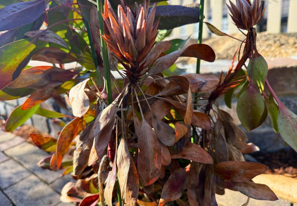 寒波で枯れて茶色く変色したキングプロテアの葉と花芽の状態