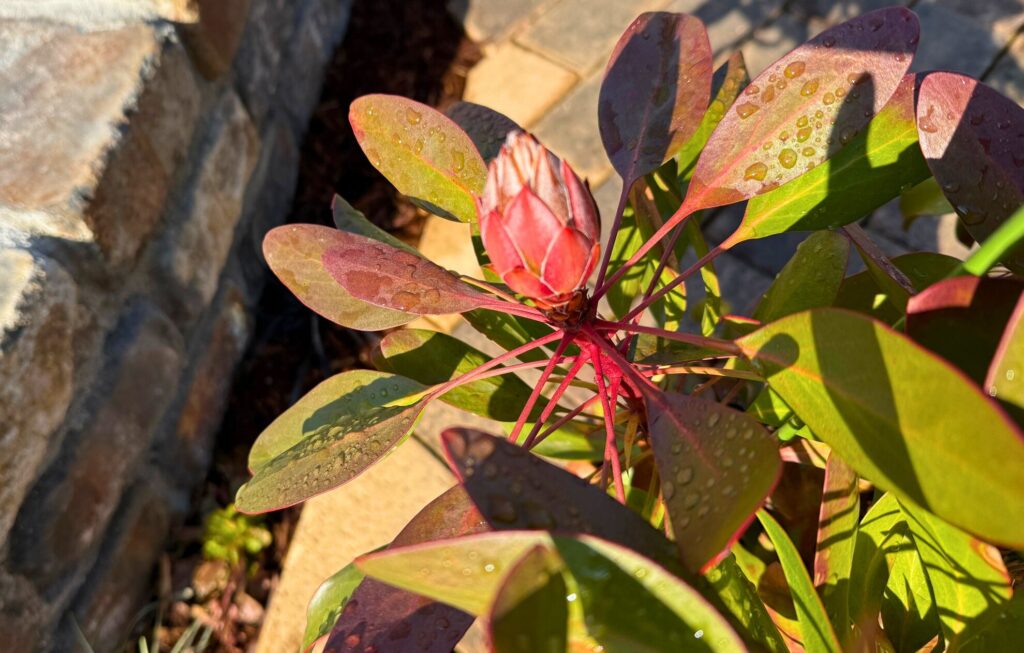 寒波後もダメージを受けていない健康なキングプロテアの花芽