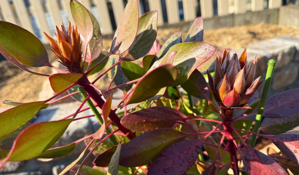寒波後も健康な状態を保っているキングプロテアの複数の花芽