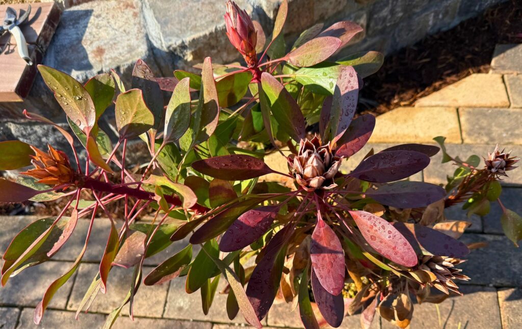 寒波後に健康な花芽と枯れた花芽が混在するキングプロテアの状態