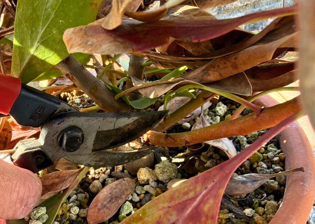 キングプロテアの剪定位置(枝の付け根でカットする様子)