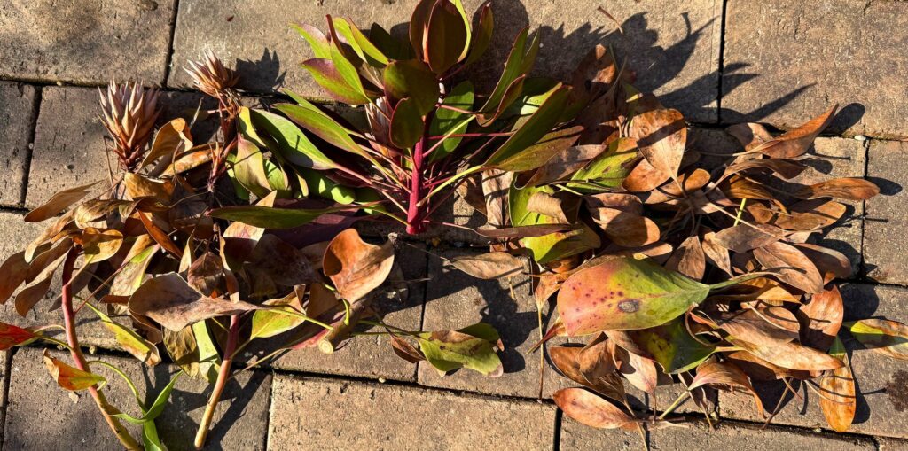 剪定で切り落としたキングプロテアの枝と枯れ葉の量