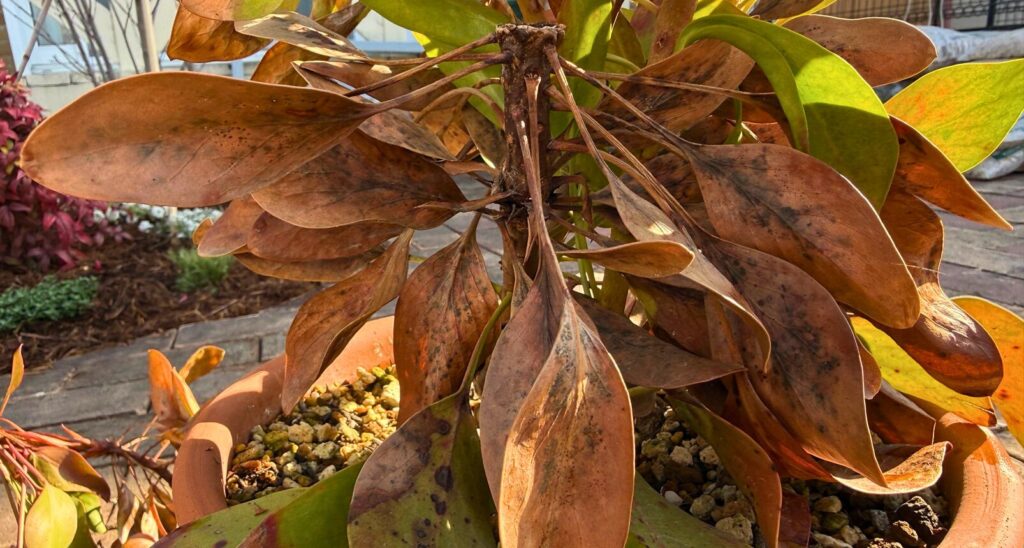 寒波で完全に枯れ込み茶色く変色したキングプロテアの葉の状態