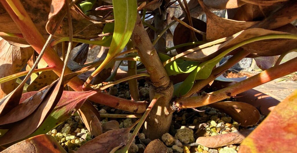 葉は残っているが枝が細く弱っているキングプロテアの枝の状態