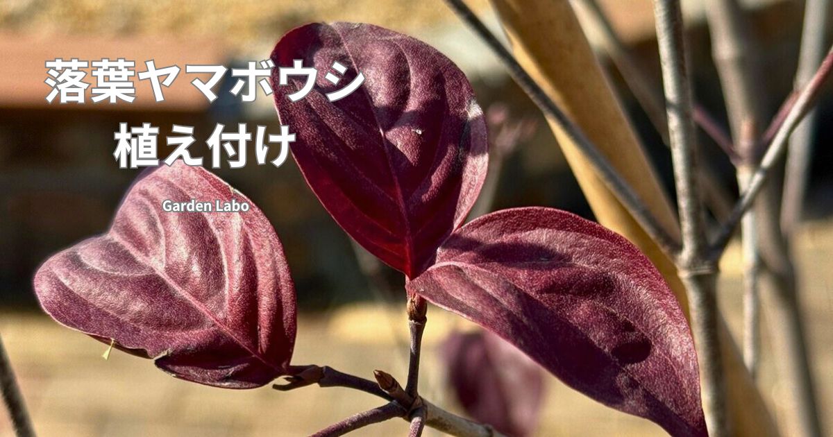 落葉ヤマボウシの植え付け Garden Labo