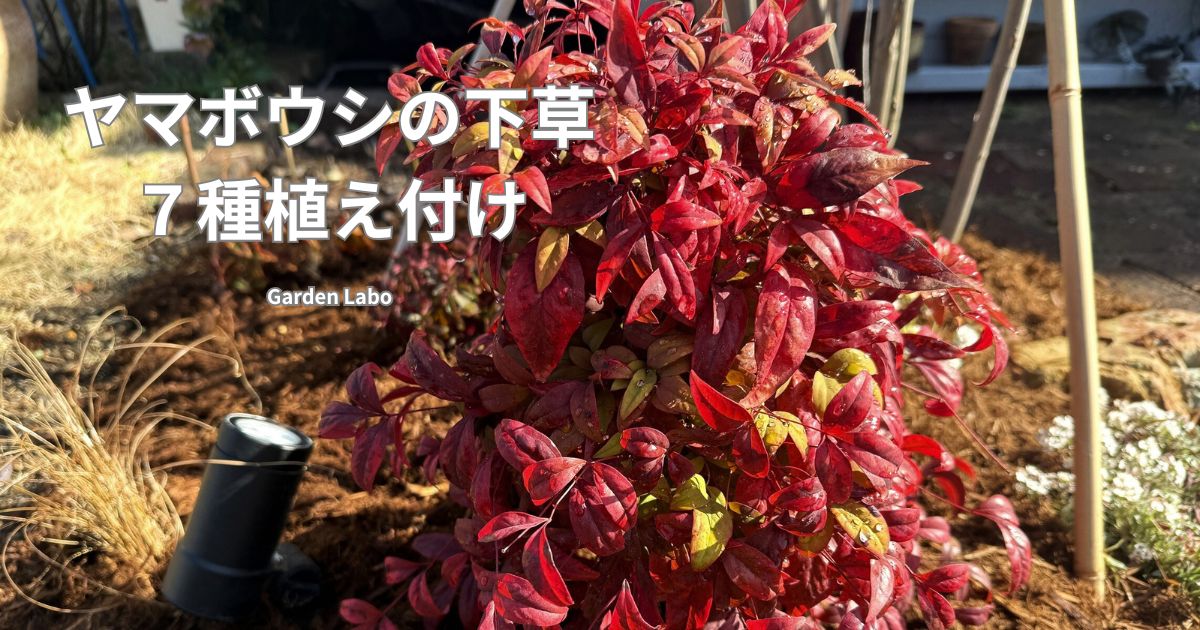 ヤマボウシの株元に下草7種を植え付けた様子 Garden Labo