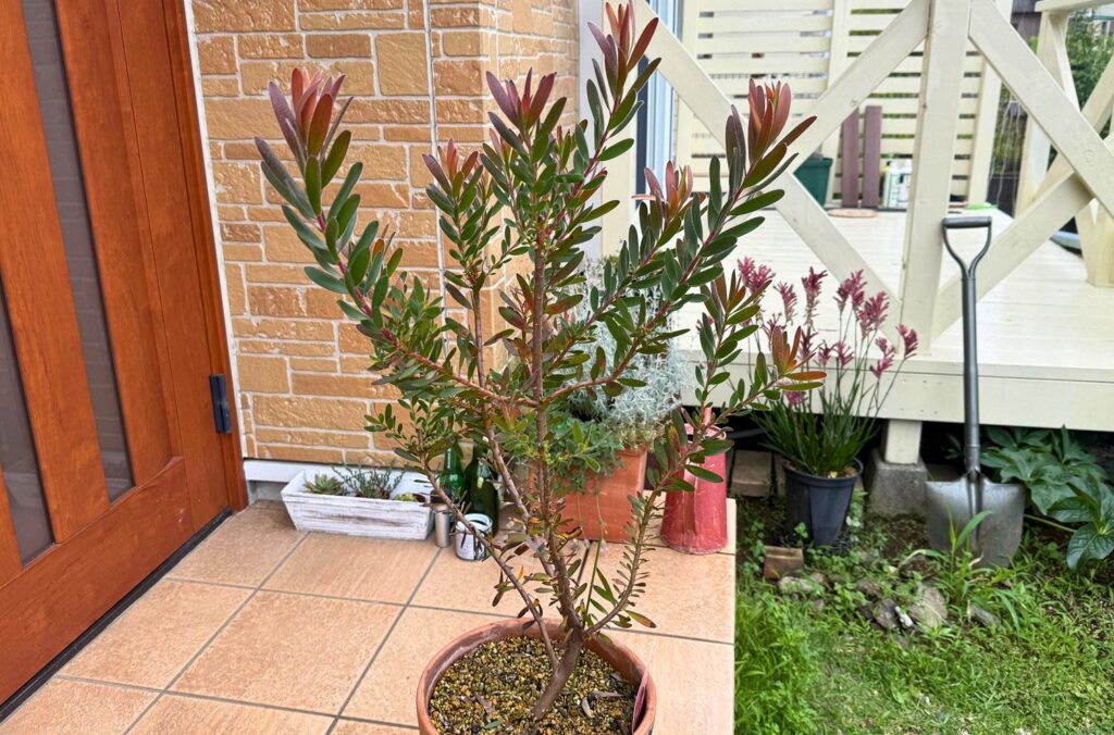 リューカデンドロン サファリサンセットの新芽を整理した後の株全体