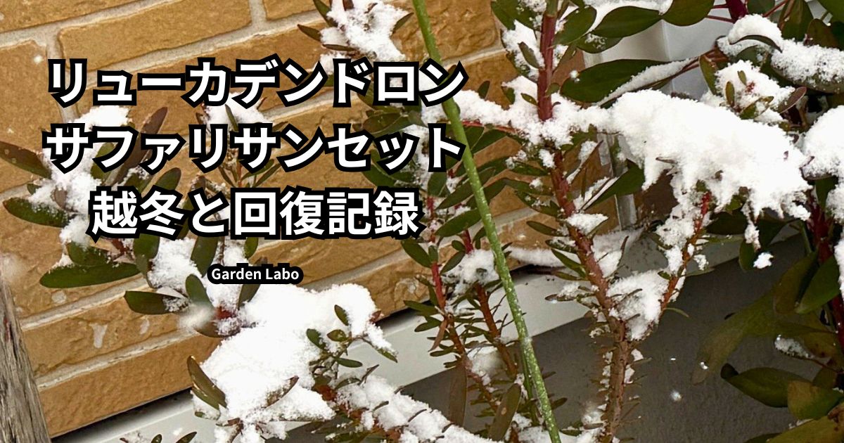 リューカデンドロン サファリサンセットの耐寒性｜−9℃越冬とその後の