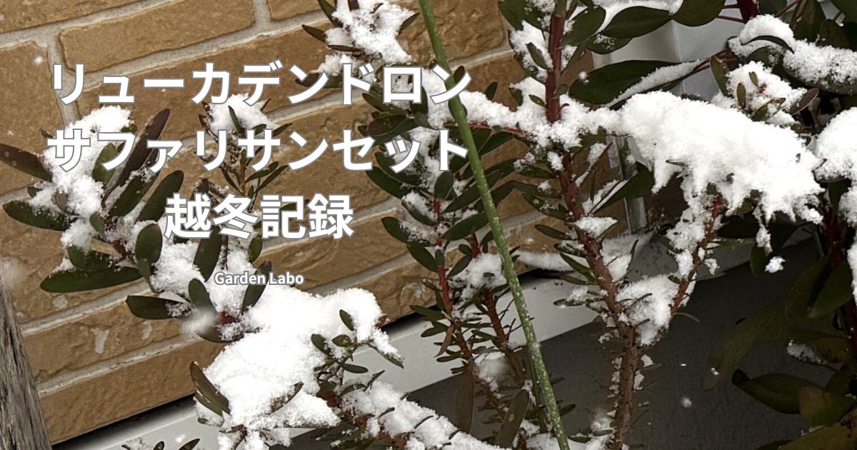 雪の中で越冬するリューカデンドロン サファリサンセット Garden Labo