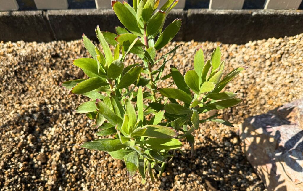 リューコスペルマム キューニフォームの植え付け完了後の様子(地植え直後)